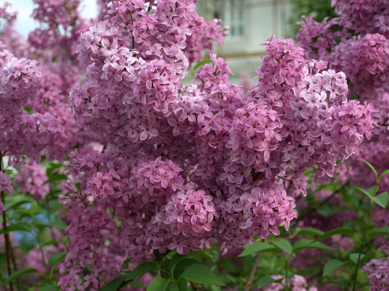 Image of Syringa persica specimen.