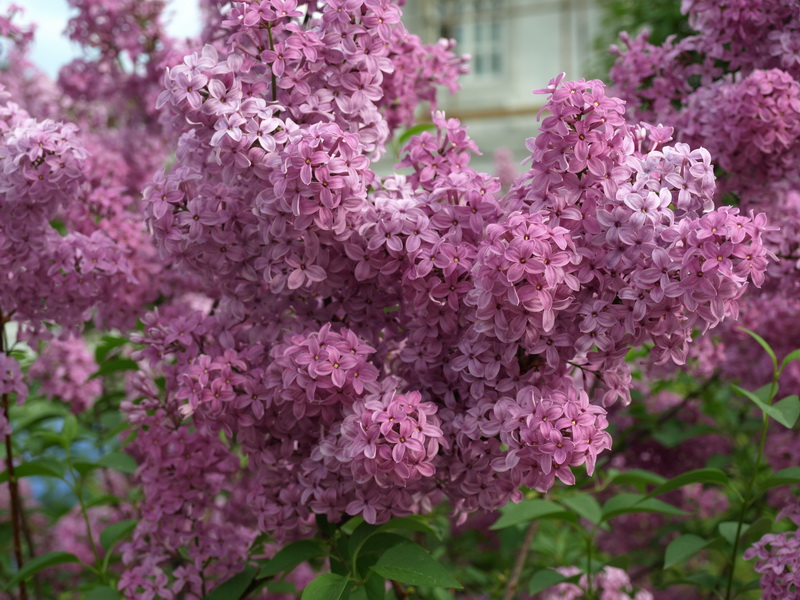 Изображение особи Syringa persica.