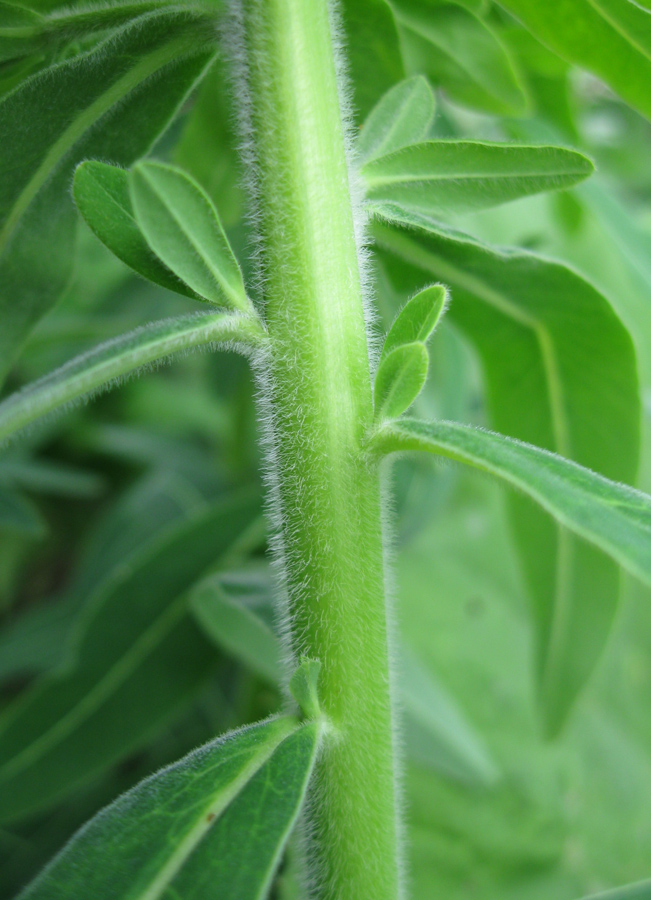 Image of Euphorbia procera specimen.