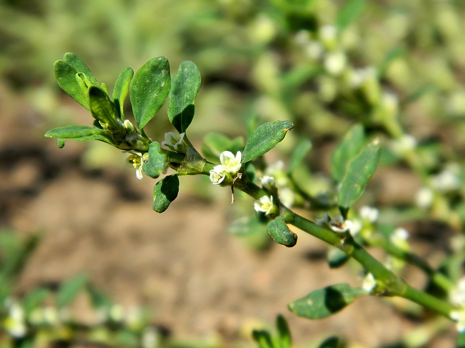 Image of Polygonum arenastrum specimen.