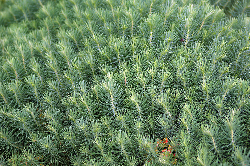 Изображение особи Euphorbia cyparissias.