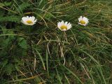 Leucanthemum gaudinii