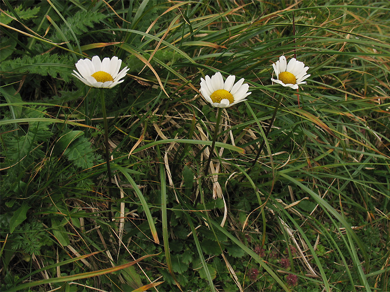 Image of Leucanthemum gaudinii specimen.