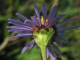 Aster amellus