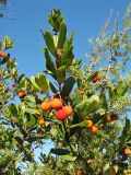 Arbutus unedo. Ветвь с созревающими плодами. Испания, Каталония, провинция Girona, Costa Brava, окр. населённого пункта Sant Feliu de Guíxols, в составе жестколистного средиземноморского леса. 26 октября 2008 г.