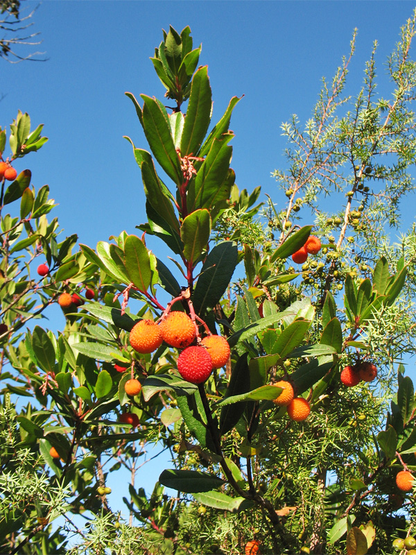 Изображение особи Arbutus unedo.