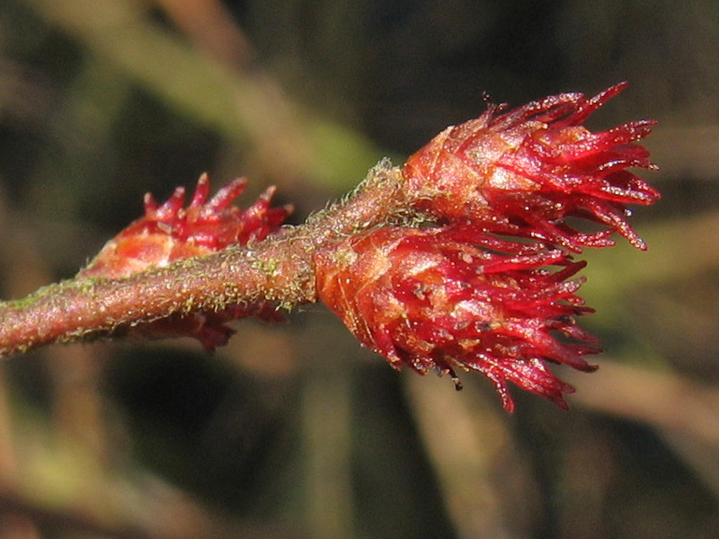 Image of Myrica gale specimen.