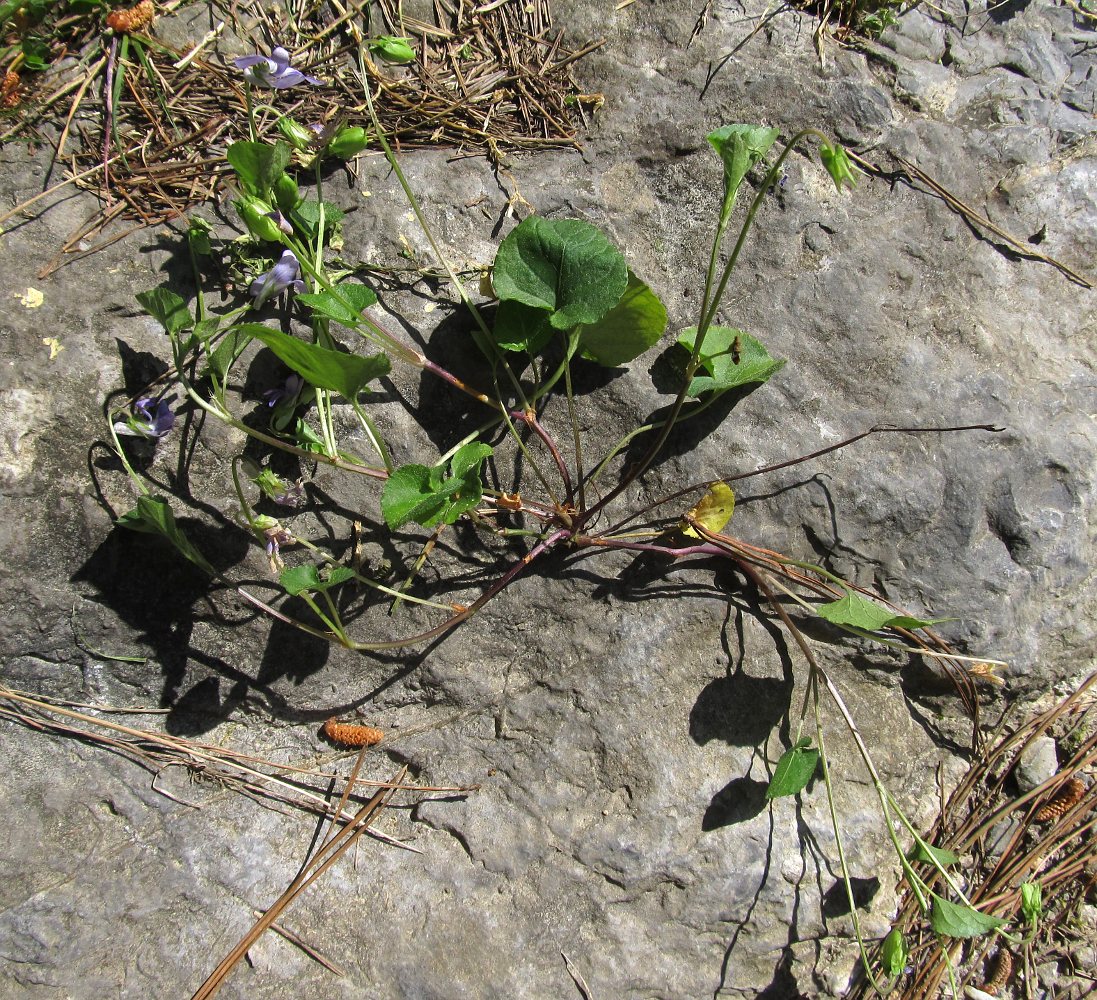 Image of genus Viola specimen.