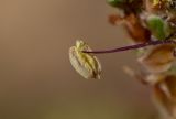 Plantago albicans