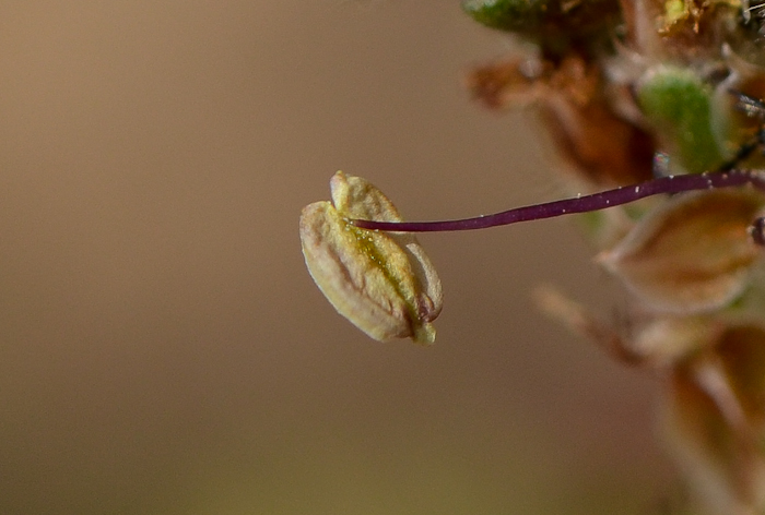 Изображение особи Plantago albicans.