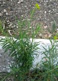 Euphorbia virgata. Цветущие растения. Зап. Крым, г. Саки, территория детского оздоровительного лагеря \"Прибрежный\". 30.08.2011.