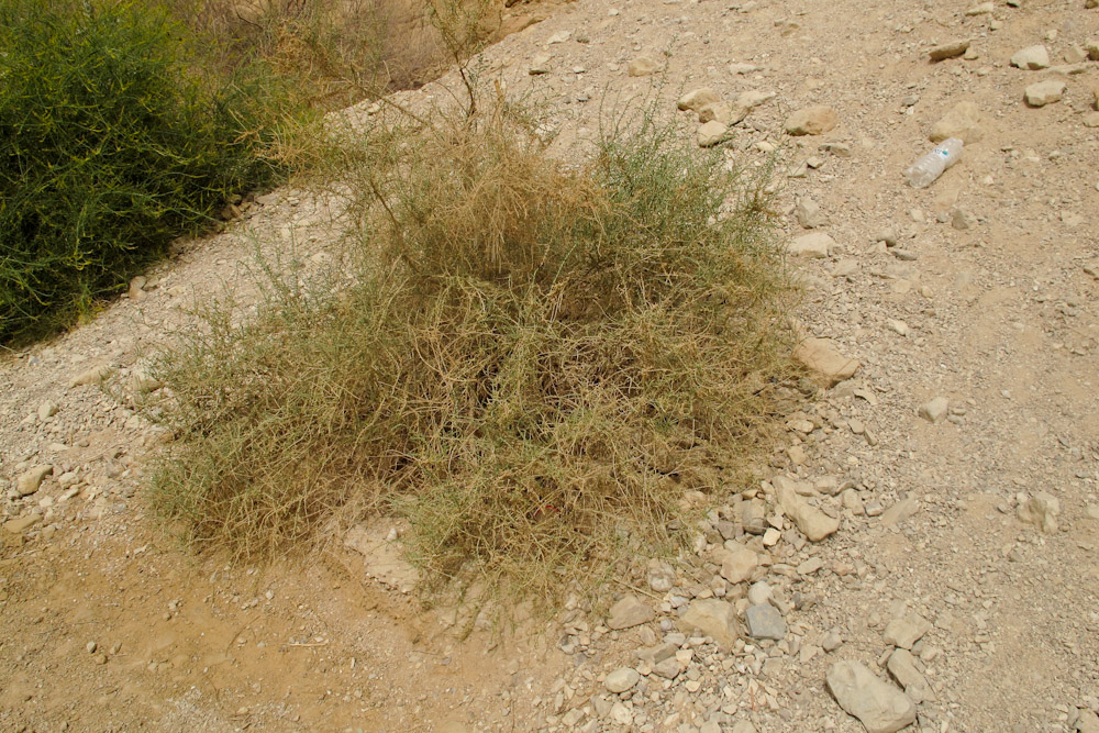 Изображение особи Salsola cyclophylla.