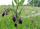 Solanum dulcamara