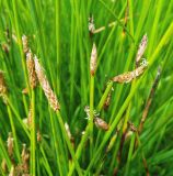 Eleocharis palustris