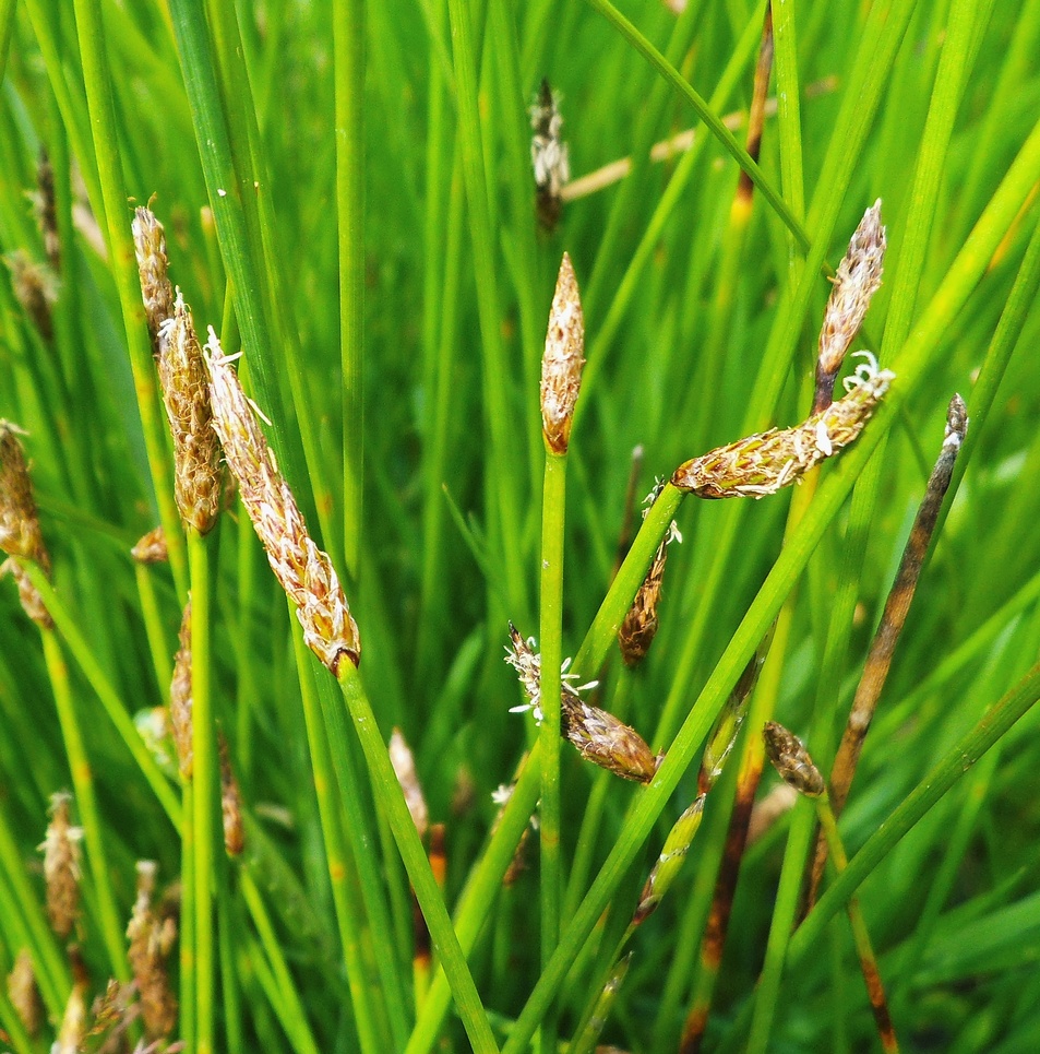 Изображение особи Eleocharis palustris.