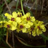 Verbascum nigrum. Часть соцветия. Курская обл., г. Железногорск, берег вдхр. на р. Погарщина. 5 июля 2007 г.