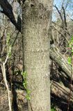 Salix myrsinifolia