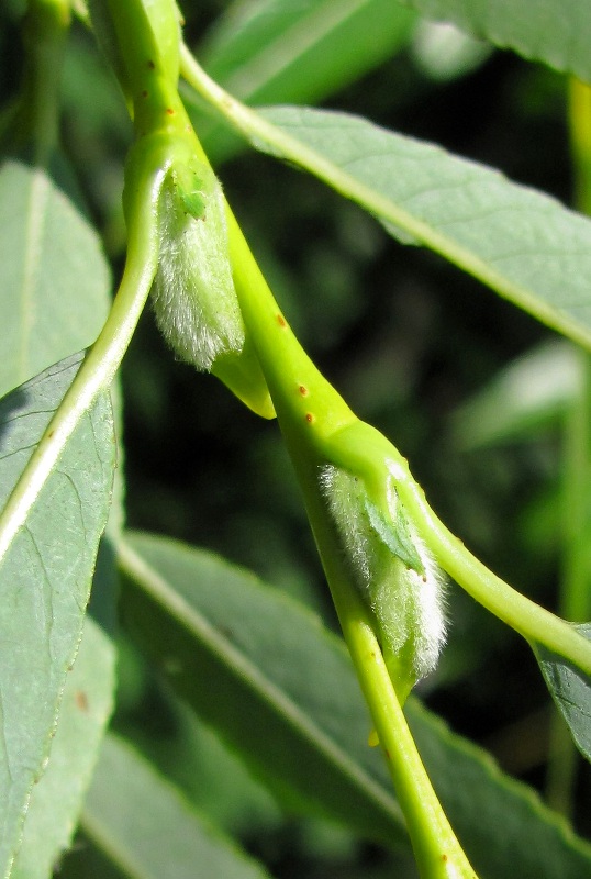 Image of Salix acutifolia specimen.