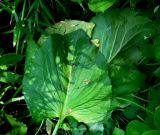 Symplocarpus renifolius. Лист плодоносящего растения. Москва, ГБС РАН. 27.07.2012.