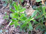 Arctostaphylos uva-ursi. Веточки. Ленинградская область, окрестности поселка Токсово. 27 июля 2012 г.