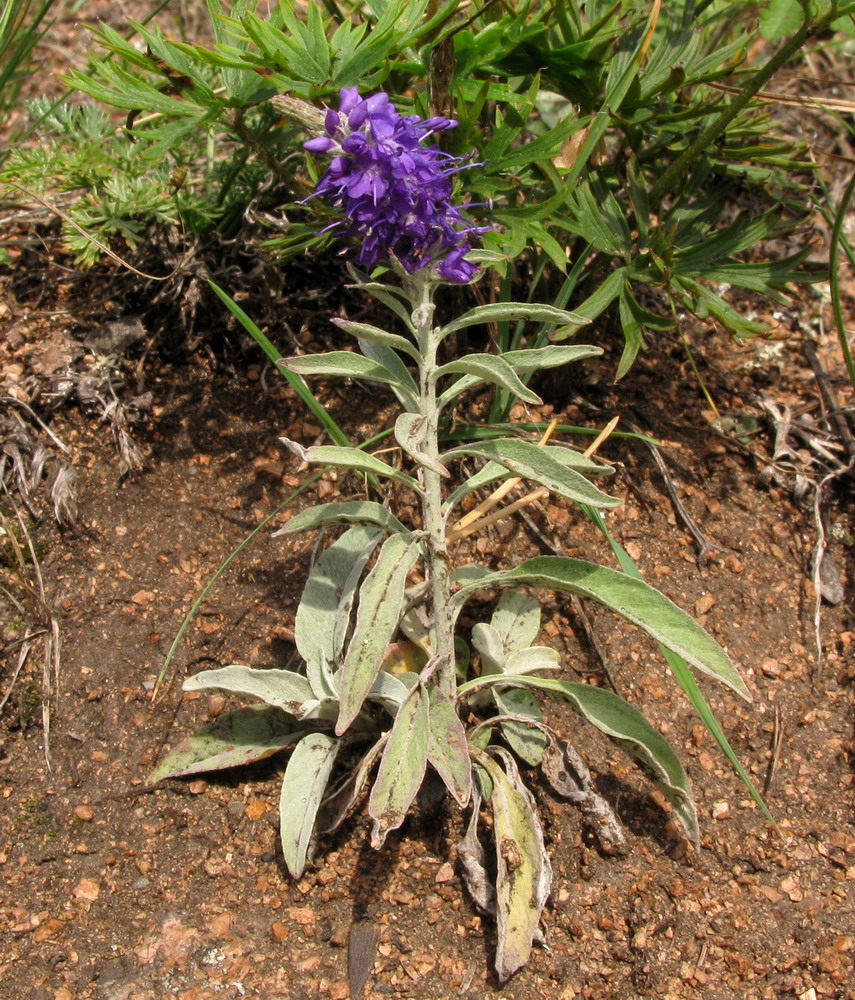 Image of Veronica incana specimen.