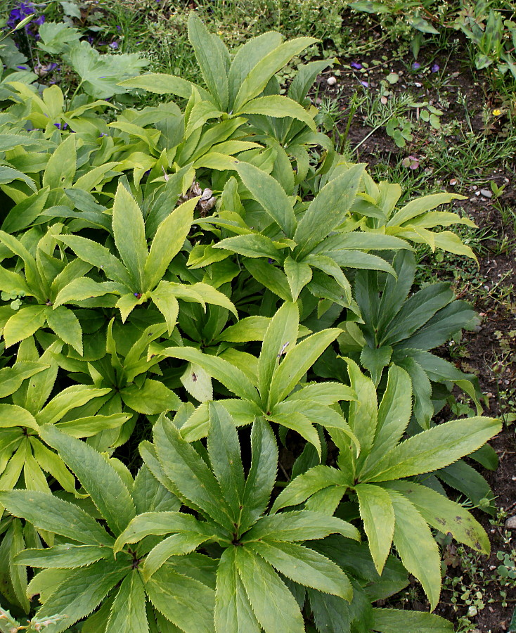 Изображение особи Helleborus caucasicus.