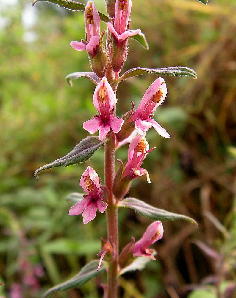 Изображение особи Odontites vulgaris.