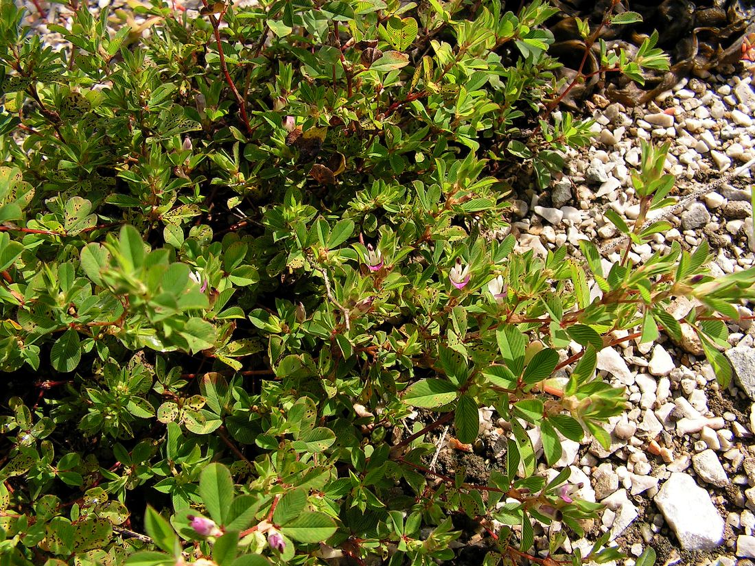 Image of Kummerowia stipulacea specimen.