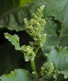 Rumex confertus