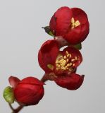 Chaenomeles speciosa. Цветки и бутон ('Simonii'). Германия, г. Кемпен, у детской площадки. 16.11.2012.