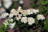 род Spiraea