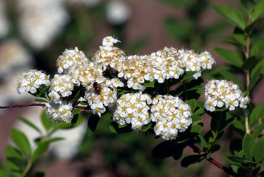 Изображение особи род Spiraea.