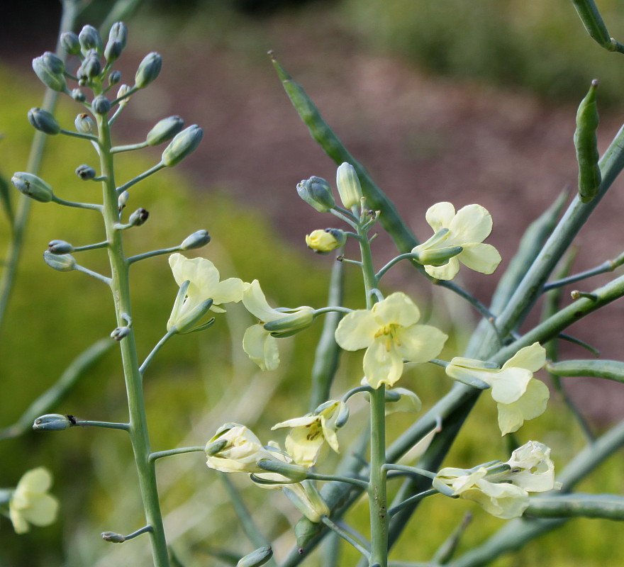 Изображение особи Brassica oleracea.