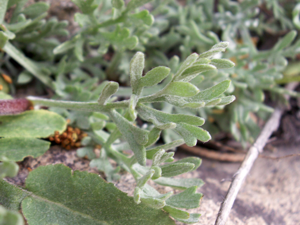 Изображение особи Hippolytia megacephala.