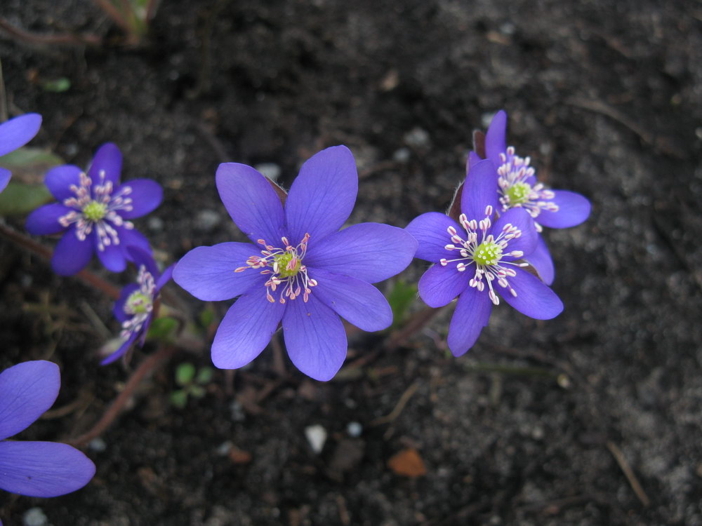 Image of Hepatica nobilis specimen.