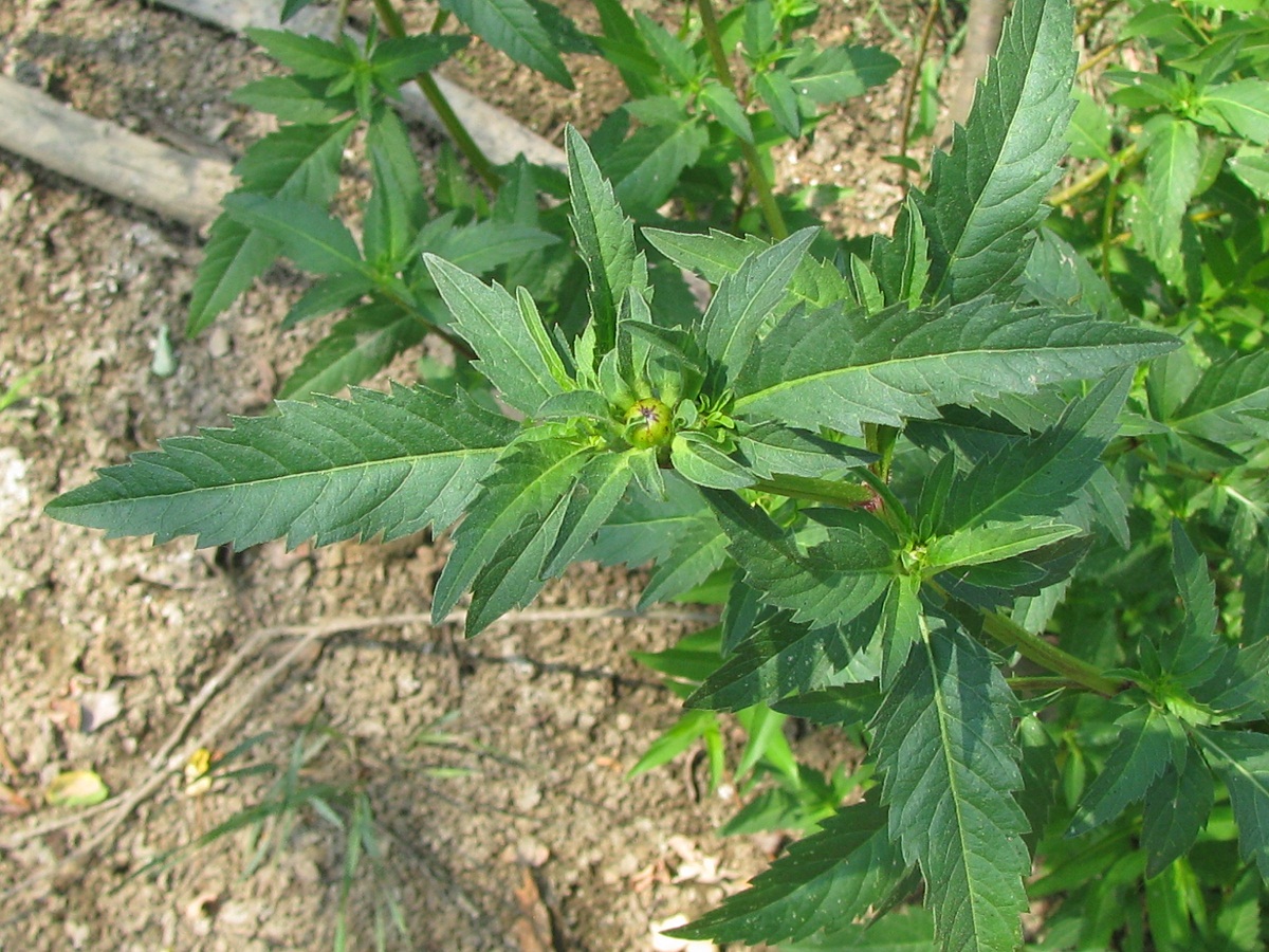 Image of Bidens tripartita specimen.