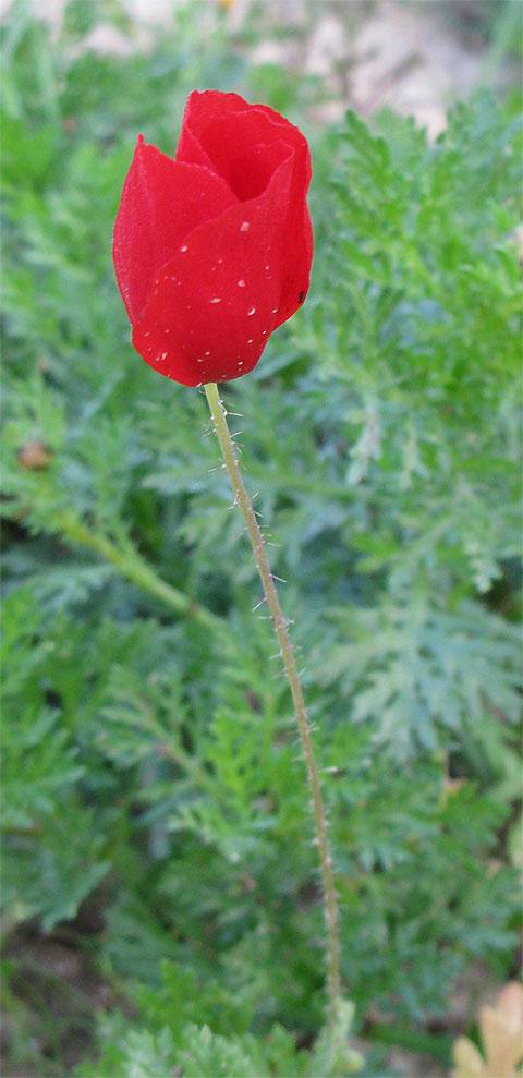 Изображение особи род Papaver.