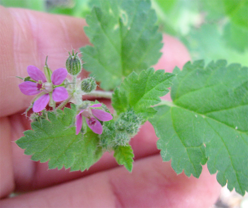 Image of genus Erodium specimen.