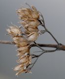 Caryopteris × clandonensis. Соплодие. Германия, г. Кемпен, в парке. 22.02.2013.