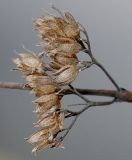 Caryopteris × clandonensis