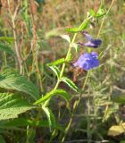 Scutellaria tuminensis