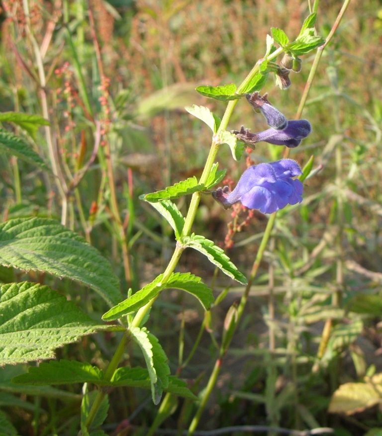 Изображение особи Scutellaria tuminensis.