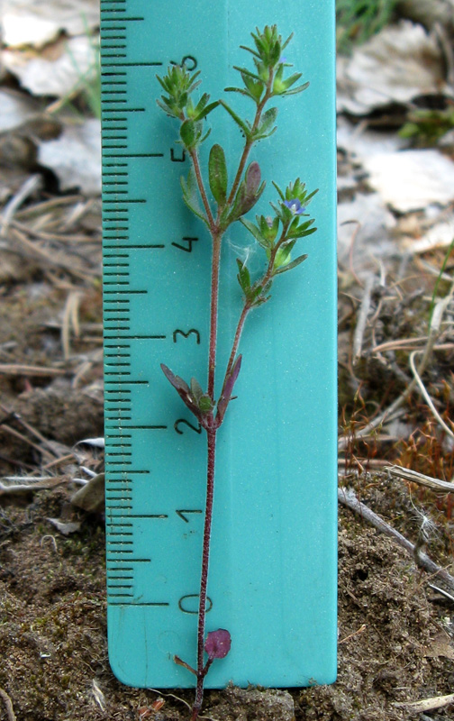 Image of Veronica verna specimen.