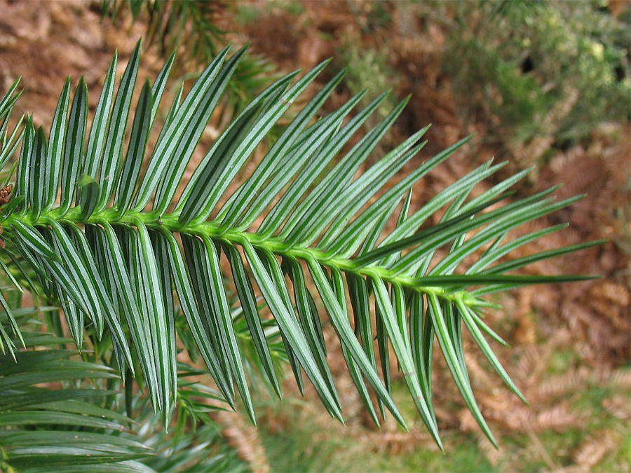 Image of Cunninghamia lanceolata specimen.