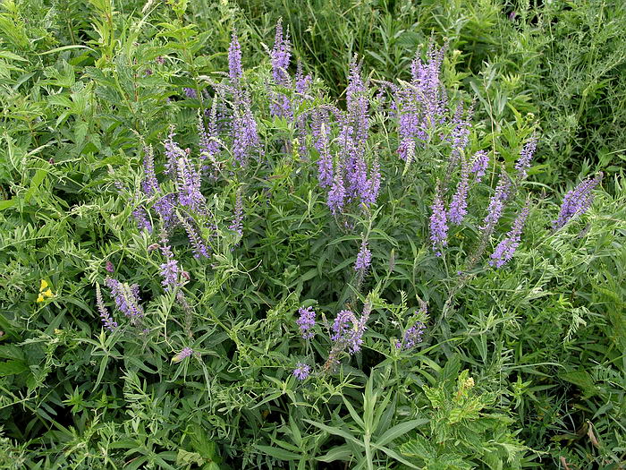 Изображение особи Veronica longifolia.