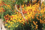 Cheiranthus cheiri