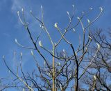 Magnolia macrophylla