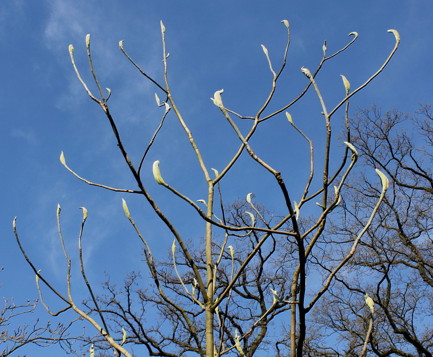Изображение особи Magnolia macrophylla.