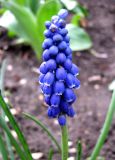 Muscari neglectum. Соцветие. Ставропольский край, г. Кисловодск, территория санатория им. Горького. 12.04.2013.