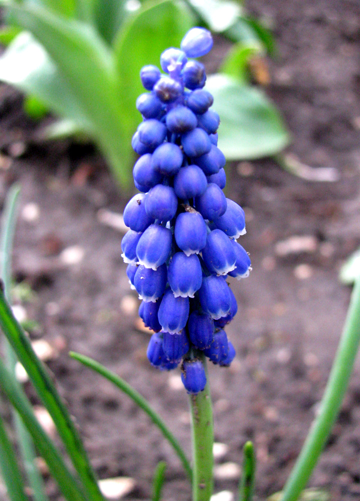 Изображение особи Muscari neglectum.